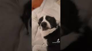 dog #dog #funnydog #bordercollie #funnydogvideo