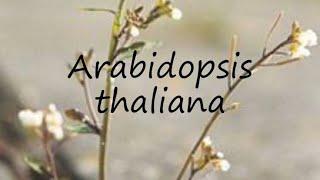 Model plant arabidopsis thaliana (Thale cress) by Asma Gulzar @botanyzoom12145