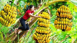 How To Harvest Banana Goes To Market Sell | Gardening And Cooking | Lý Song Ca
