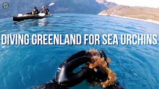 Greenland camp hunting trip③: Sea urchins from the Greenland Sea