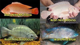 6 JENIS-JENIS IKAN NILA UNGGULAN CEPAT BESAR YANG JARANG DIBUDIDAYAKAN