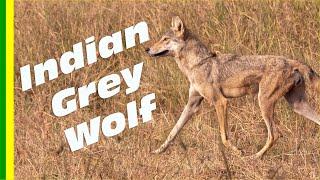 The Indian Wolf a.k.a Indian Grey Wolf (Canis lupus pallipes)