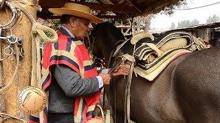 Pedro Donoso,  Arreglador de Caballos