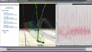 Logemas adventures - Analysis of racehorse motion capture in Vicon Nexus