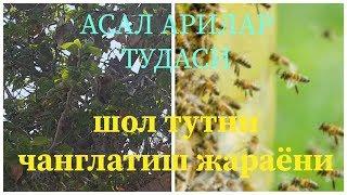 АСАЛ АРИЛАР ТУДАСИ ТЕЗ КУРИНГ...