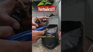 Terbukti Cangkok Cepat dengan Media Ini‼️ #bahanbonsai #cangkok #okulasi #antingputri #shortvideo