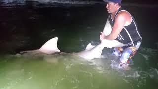 HUGE Bull Shark Beach Fishing