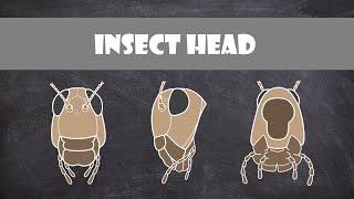 Insect Head | Entomology