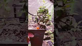 Young fukien tea bonsai tree initial trim. #bonsai #bonsaicare