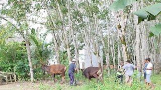 LEBARAN 2023 KURBAN 2 ekor sapi VS puluhan jagal