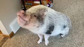 Hamlet the Mini Pig: Tricks and Treats