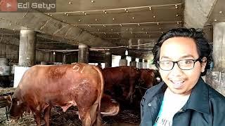 Update Harga Sapi Murah Di Jakarta Utara