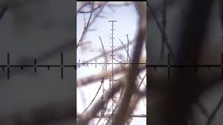 dove hunting with p35 #virlvideo #bird #slingshot #birdhunting #hunting