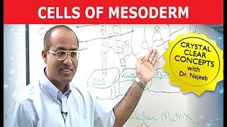 Cells of Mesoderm | Mesenchyme | Funny Clip 