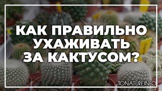 Как правильно ухаживать за кактусом? | toNature.Info