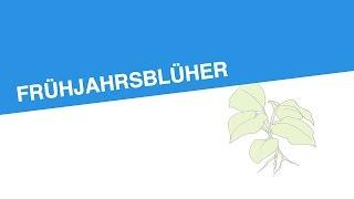 FRÜHJAHRSBLÜHER | Biologie | Biologie der Pflanzen und Pilze (Mittelstufe)