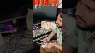 Billu ke saamne jhut pe jhut #cat #catcomedy #sajidcat #catvideo #viralcat #billucat