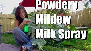 Powdery Mildew Treatment with Milk Spray