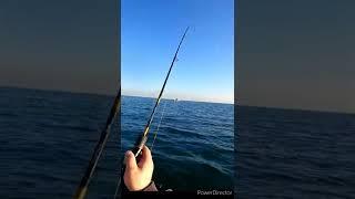 Pinky Snapper on Soft plastics kayak fishing