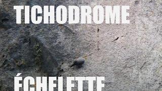 Tichodrome échelette - Wallcreeper Dinant 4K