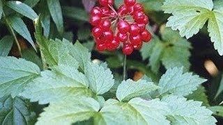 Sweet Cicely and Baneberry