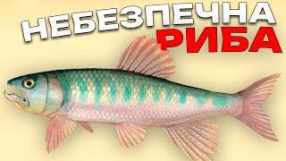 Найнебезпечніша річкова риба, яку мало хто ловив, але якщо спіймаєш...