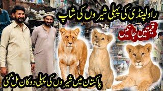 Rawalpindi Birds Market | Lion in Rawalpindi | Cub Price | Lion Price in Pakistan