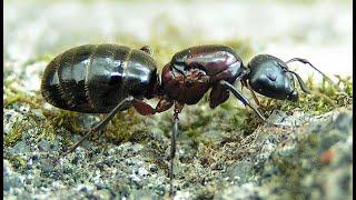 FormiCast S1 E3: Camponotus Special with Special Guest Ants Manitoba