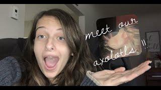 we got axolotls! // vlogmas day 1