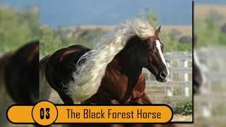 Black Forest Horse - Great Looking Horse