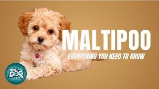 Maltipoo Dog Breed Guide | Dogs 101 - Maltipoo