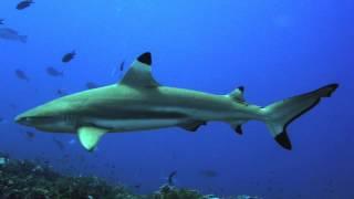 Blacktip Reef by Steve Gibb