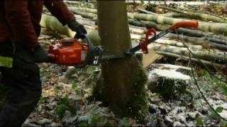 Tree Felling Using a "Danish Pie Cut"