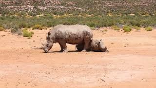 Two rhinos in natural environment. Large animals in dry and hot steppe landscape. Safari park, South