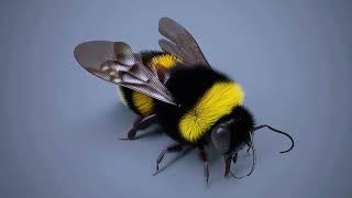 Bumble Bee Rigging in C4D R25 and onwards.  Part 1