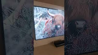 Samsung (55 inches) The Frame Series 4K Ultra HD Smart QLED TV QA55LS03AAKLXL#shorts #viral