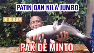 PATIN DAN NILA JUMBO DI KOLAM PAK DE MINTO