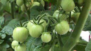 Two Methods to Increase Tomato Production!