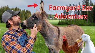 Farm Animals and Their Unique Ears! (Educational Farm Video For Kids)