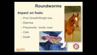 Demystifying Deworming Webinar