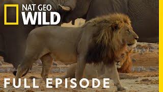 Lion Uprising: Traitors of the Pride | Suppressing Rebellion (Full Episode) | Savage Kingdom