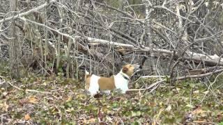 Grady the Jack Russell Terrier Confronts Big Orange Cat