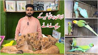 Multan Sunday Birds Rasheedabad latest Update 30 june 2024