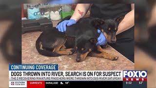 2 dogs thrown off Dog River Bridge, investigators searching for suspect