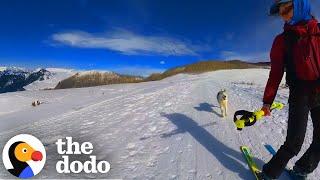 Woman Moves To The Mountains So Her Husky Could Ski | The Dodo