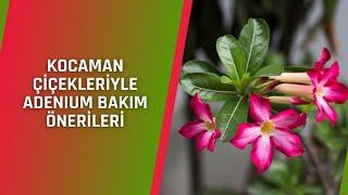 ADENIUM, ÇÖL GÜLÜ BAKIM ÖNERİLERİ | EVİNİZDE RENK CÜMBÜŞÜ