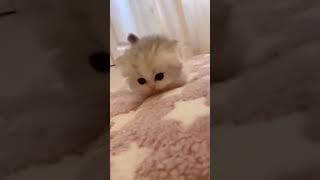 this kitten is so cute,Ayo SUBSCRIBE #shorts LETS SUBSCRIBE