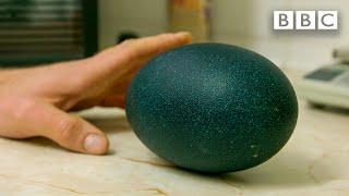 Hatching Emu Eggs | Animal Park - BBC