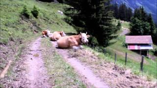 Swiss Cows Resting on Alpine Path above Lauterbrunnen, Switzerland