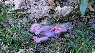 Poor monkey Lion lay down on grass then the man come for feed some food and stay with him.